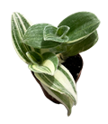 Velvet Variegated